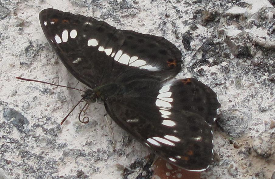 Limenitis camilla?